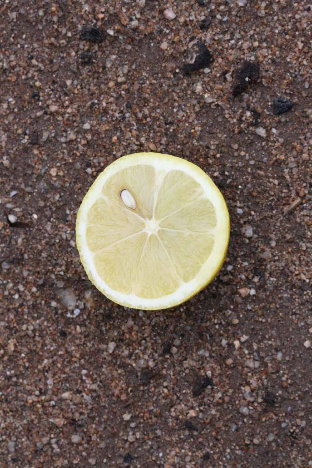                Fruit cross-section (Prior, Riverside,   CA)       